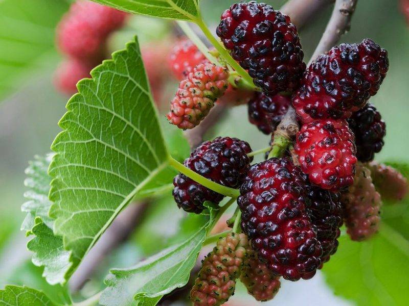 Шелковица купить саженцы из питомнике в Вязьме