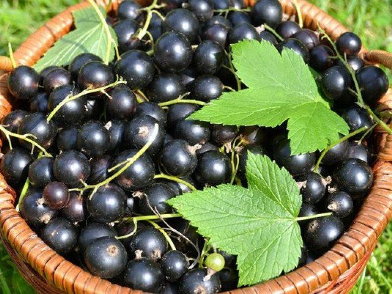 Смородина купить саженцы из питомника в Вязьме
