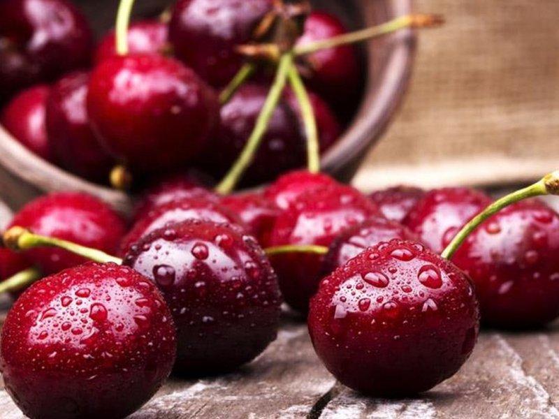 Вишня купить саженцы из питомника в Вязьме