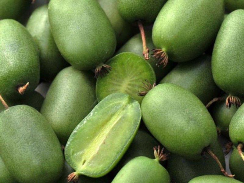 Актинидия купить саженцы из питомнике в Вязьме