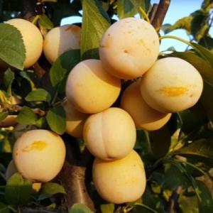 Слива "АФАСКА ЖЕЛТАЯ"
