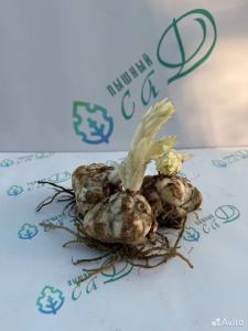 Лилия "ИСТЕРН МУН" 3 штуки (размер 18/20)