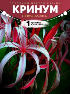 Кринум Crinum erubescens Aiton