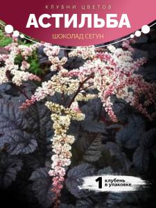 Астильба "Шоколад Сегун"