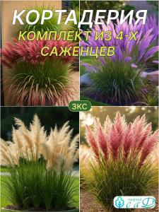 Кортадерия Комплект Саженцев  красная, белая, фиолетовая, розовая