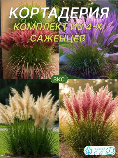 Кортадерия Комплект Саженцев  красная, белая, фиолетовая, розовая
