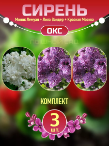 Саженцы сирени Моник Лемуан, Лила Вандер, Красная Москва
