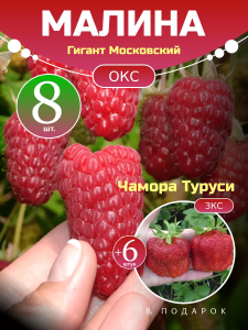 Малина Гигант Московский комплект саженцев 8 шт + клубника Чамора Туруси