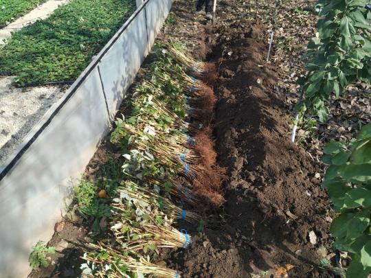 Малина "ЭНДРОСАДИРА"