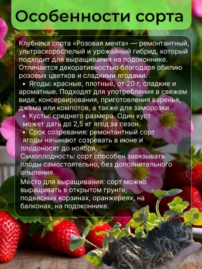 Клубника для подоконника Розовая мечта 6 Саженцев