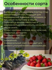 Саженцы клубники Клеттер Стар для подоконника 6 шт
