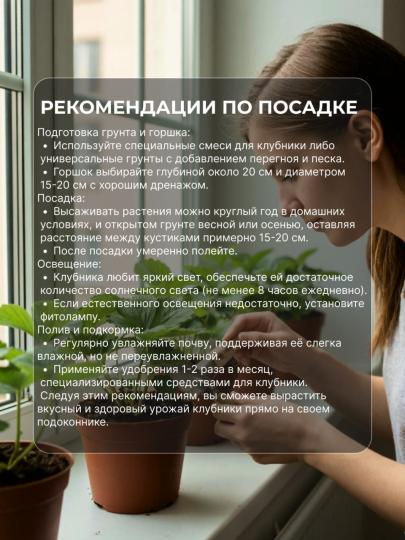 Саженцы клубники Клеттер Стар для подоконника 6 шт
