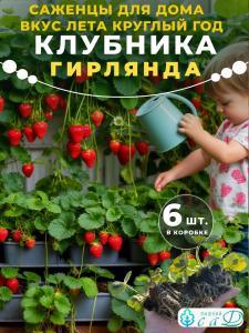 Саженцы клубники Гирлянда для подоконника 6 шт