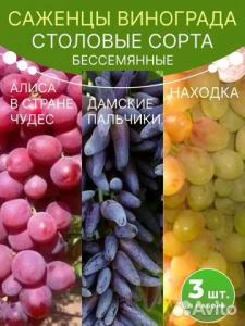 Виноград саженцы комплект Алиса в стране чудес, Дамские пальчики, Находка 3 шт.