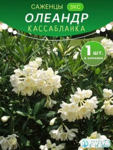 Олеандр Кассабланка саженец