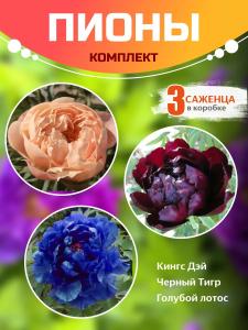 Пион комплект: Кингс Дэй, Черный Тигр, Голубой Лотос