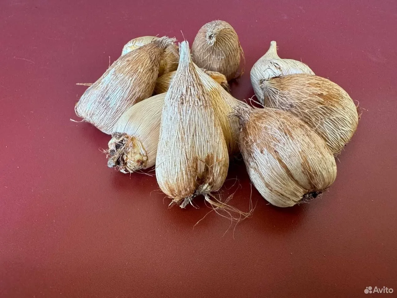 Фрезия микс 30 штук