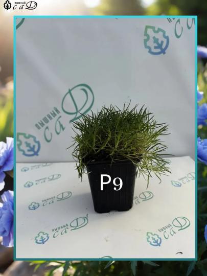 Гвоздика многолетняя Вайт Ред