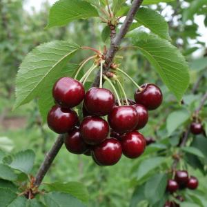 Вишня "КАЗАЧКА" среднего срока созревания