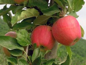 Яблоня колоновидная "КУМИР"