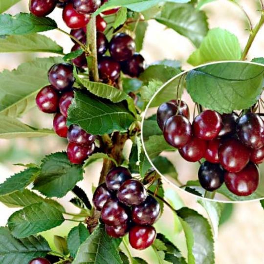 Вишня колоновидная "КУДРЯВАЯ" среднего срока созревания