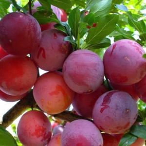 Слива "РЕНКЛОД АЛЬТАНА"