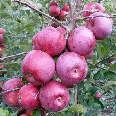 Яблоня "ФЛОРИНА"