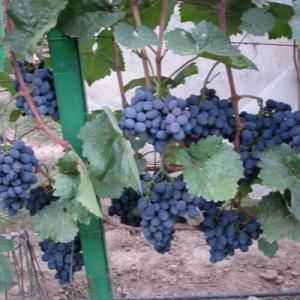 Виноград "ГАЛА"